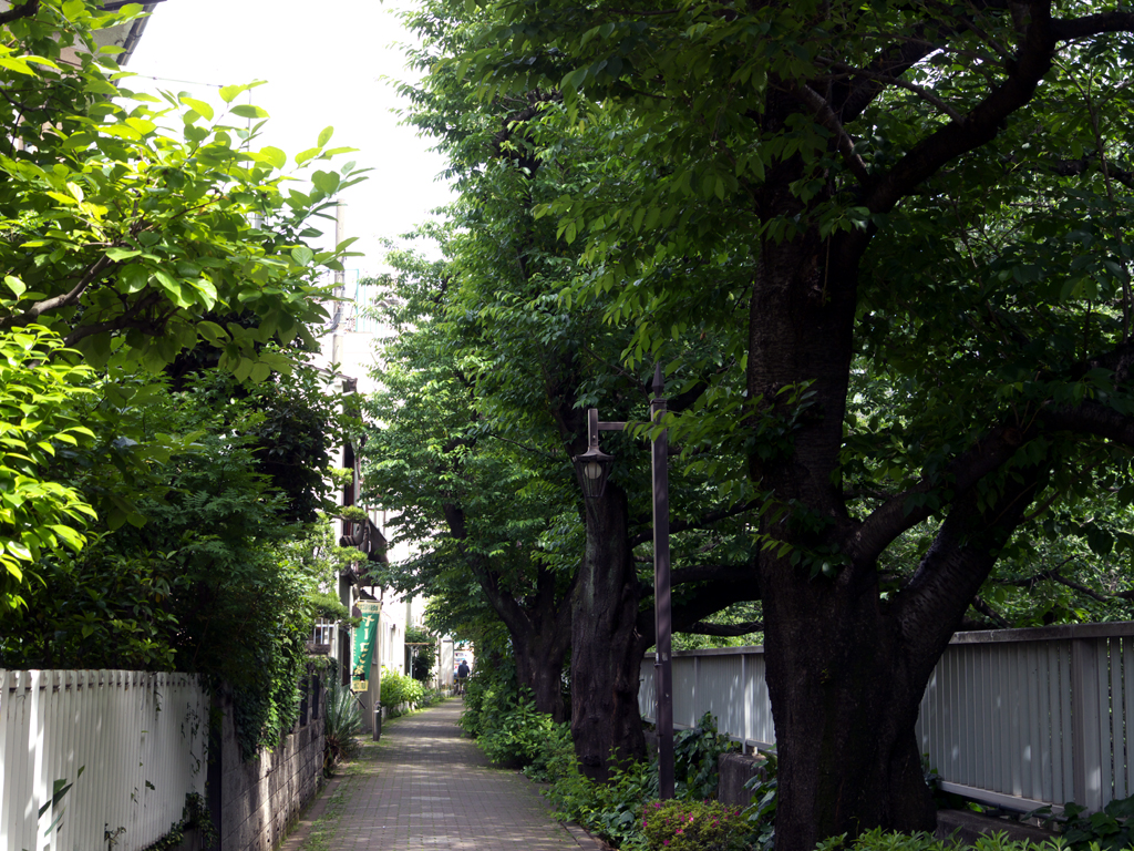 青葉の神田川遊歩道。