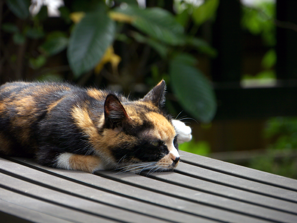雑司ヶ谷・威光稲荷堂の猫。 雑司ヶ谷・威光稲荷堂の猫。