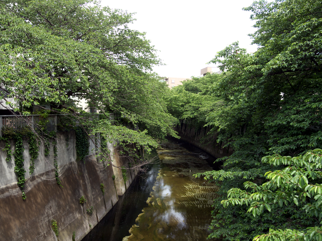 青葉の神田川遊歩道。