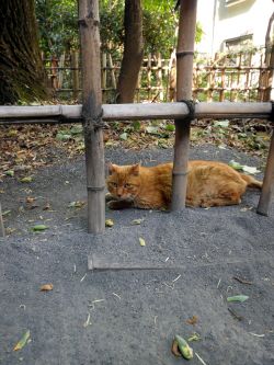 サンプル画像